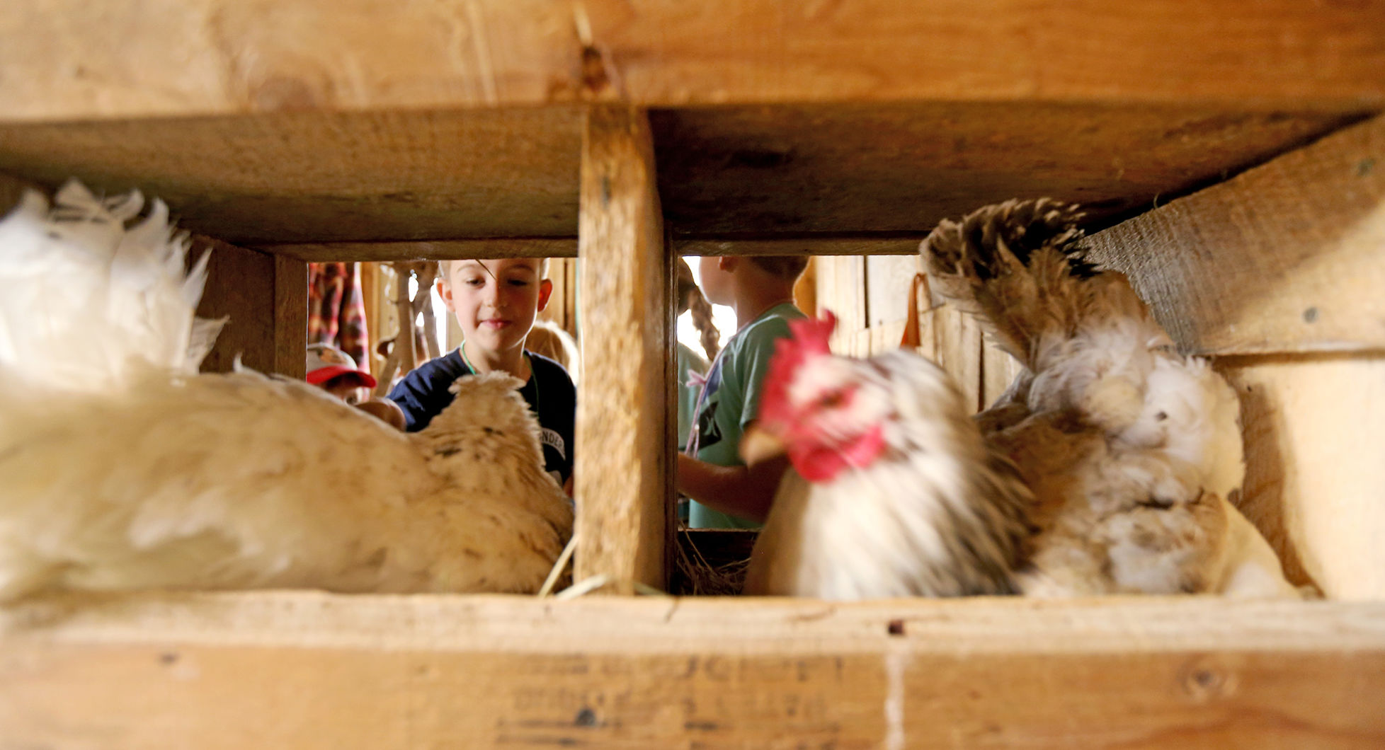 Calypso Farm Camp